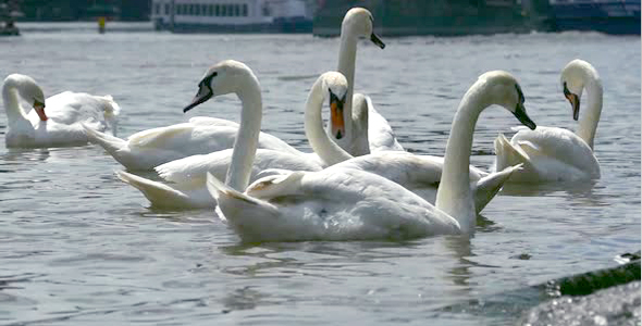 Prague City - White Swans - 02