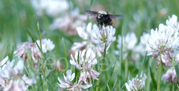 Bumble Bees and Clover Flowers - 02