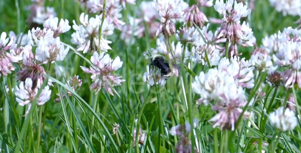 Bumble Bees and Clover Flowers - 03