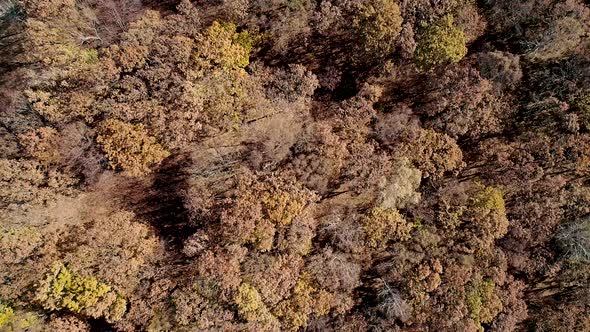 Aerial Top Down Shot of an Autumn Forest