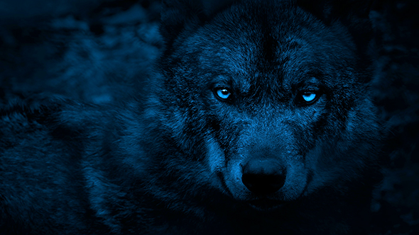 Wolf Looking Around With Bright Eyes In The Dark