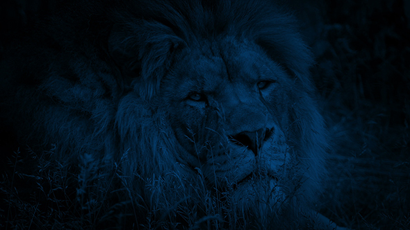 Lion Turns Around At Night