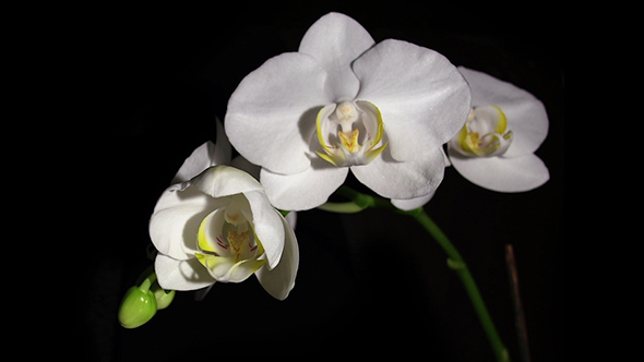 Orchid Blooms