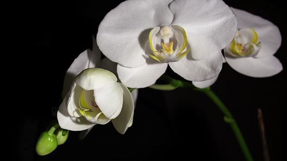 Orchid Blooms