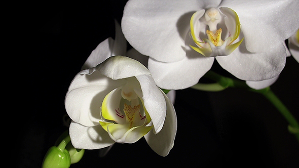 Orchid Blooms