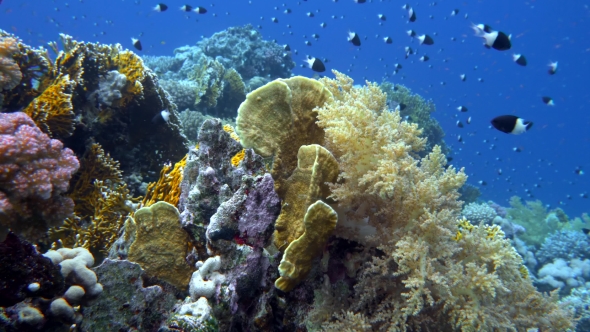 School of Fish Sea Goldie (Pseudanthias Squamipinnis) and Bicolor Damselfish (Chromis Dimidiata