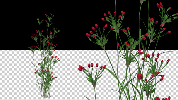 Growing Red Flower alt