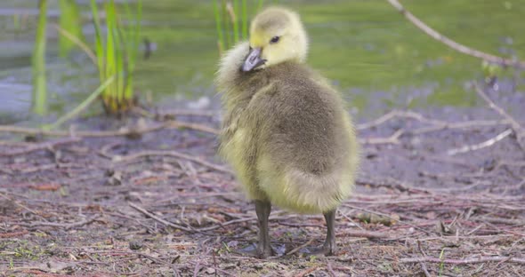 Baby Canada Goose Branta Canadensis or Gosling Searching for Food on the Ground