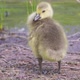 Baby Canada Goose Branta Canadensis or Gosling Searching for Food on the Ground - VideoHive Item for Sale