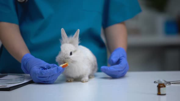 Adorable Rabbit Eating Apple From Vet Hands Organic Healthy Food for Pets