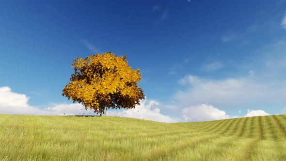 Autumn One Tree on the Field Falling Leaves alt