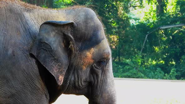 Elephant eating grass in the zoo closeup