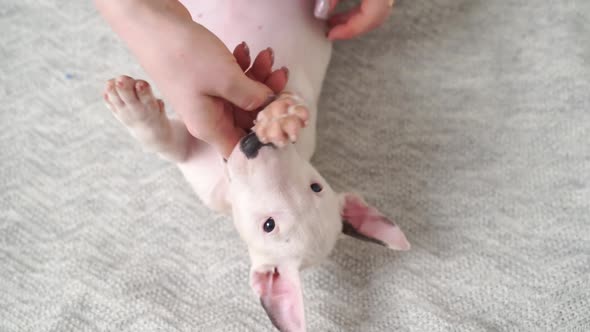 Hands Play and Stroke Tummy of Mini Bull Terrier Puppy Lying on Back on Blanket
