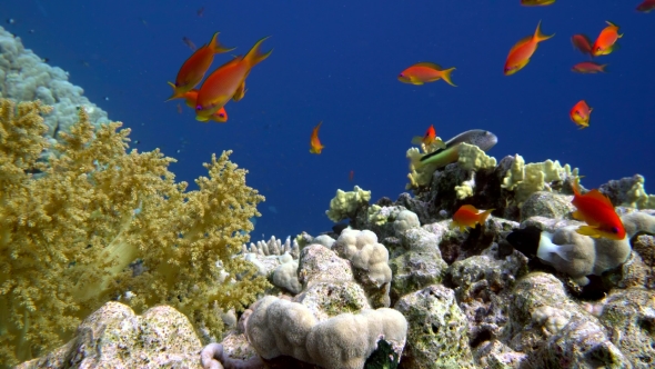 The View of a Diver Exploring a Colorful Reef, Red Sea, Egypt