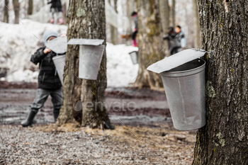 into the Sap buckets