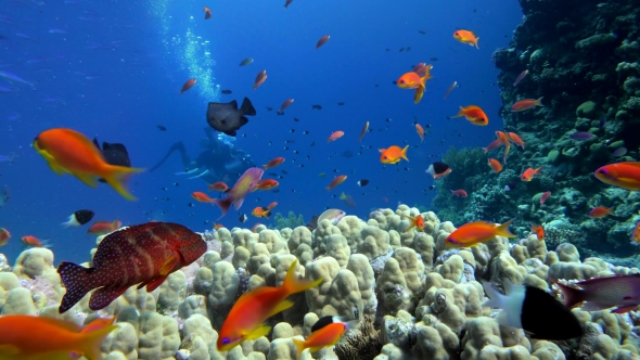 Colorful Fish on Vibrant Coral Reef and Diver. Red Sea. Egypt