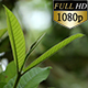 Green Leafs And Branches 0129 - VideoHive Item for Sale