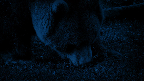 Bear Eating At Night Closeup