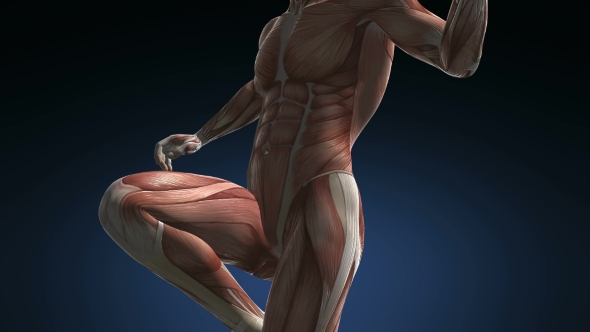 Human Muscle Anatomy alt