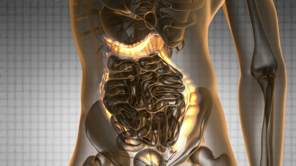 Anatomy Scan of Human Colon alt