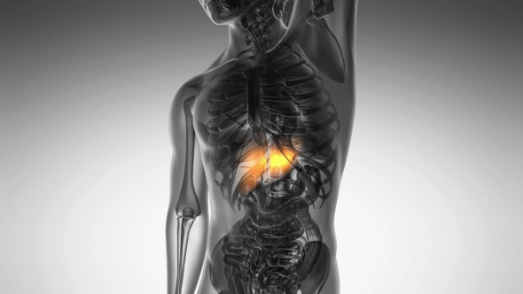Anatomy Scan of Human Liver alt