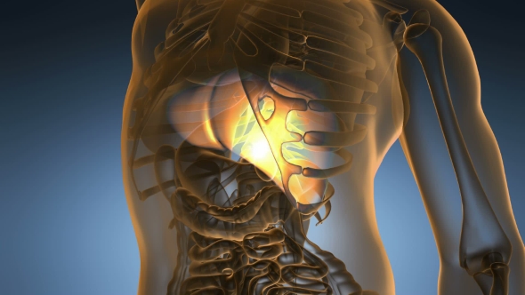 Anatomy Scan of Human Liver alt