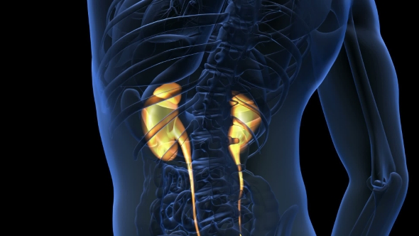 Anatomy Scan of Human Kidneys alt