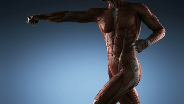 Human Muscle Anatomy alt