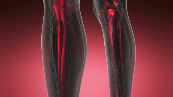 Human Body with Visible Skeletal Bones alt