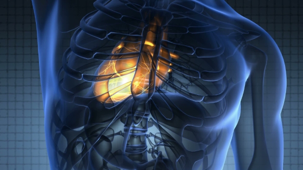 Anatomy Scan of Human Heart alt