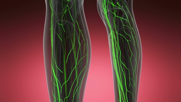 Human Body with Glow Blood Vessels alt