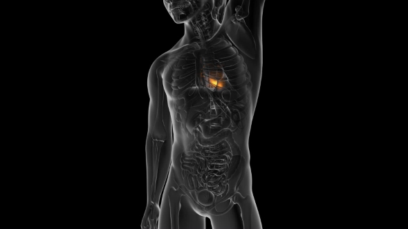 Anatomy Scan of Human Heart alt