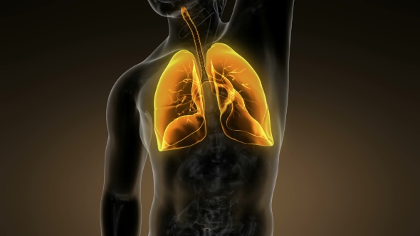 Human Body with Visible Lungs alt