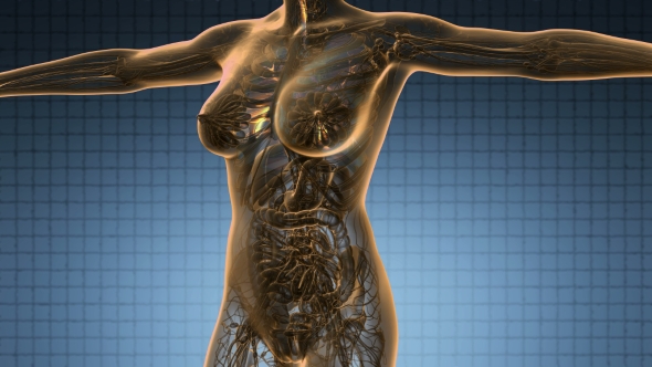 Human Body with Visible Lungs alt