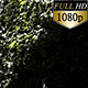 Wet Moss Wall 0137 - VideoHive Item for Sale
