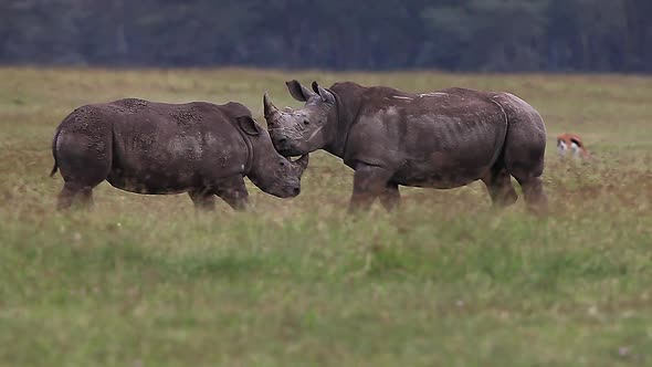 750184 White Rhinoceros, ceratotherium simum, Youngs fighting, Nakuru Park in Kenya, Real Time