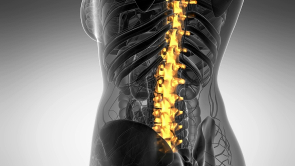 Backache in Back Bones alt