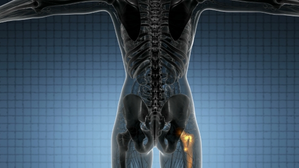 Hip Bones Anatomy alt