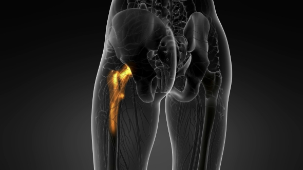 Hip Bones Anatomy alt