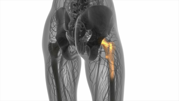 Hip Bones Anatomy alt