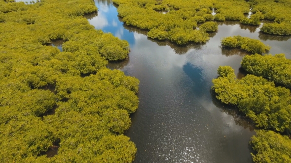 Mangrove Forest in Asia Philippines Siargao Island