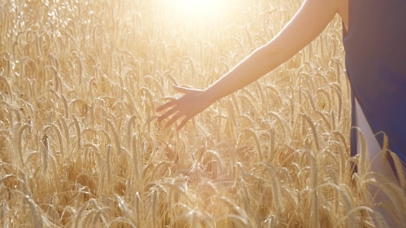 Girl Touching Wheat in Wheat Field and Moving