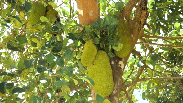Jackfruit on the Tree