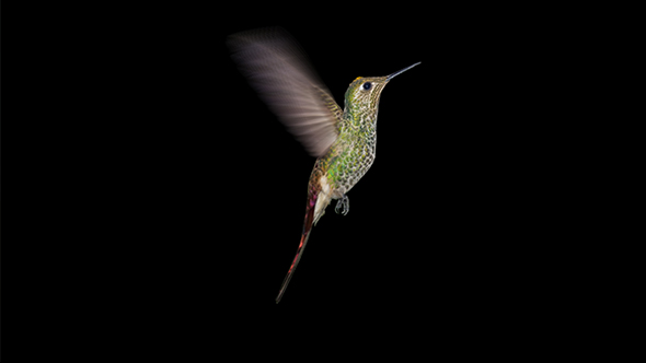 Hummingbird