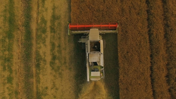 View of Combine Harvester Gathers the Golden Wheat at Cloudy Day