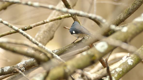 Black Throated Blue Warbler bird jumping on tree branch in close up view