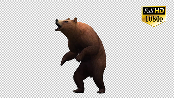 3D Bear 5