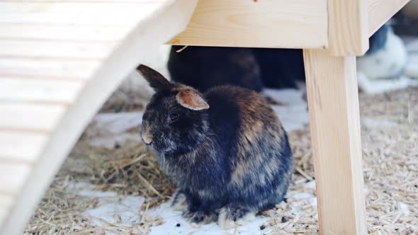 Easter bunnies play, eat and rest in the paddock.