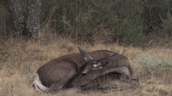 Female Deer Laid Down and Licking