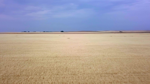 Aerial Flyover of Prairie Wheat Field